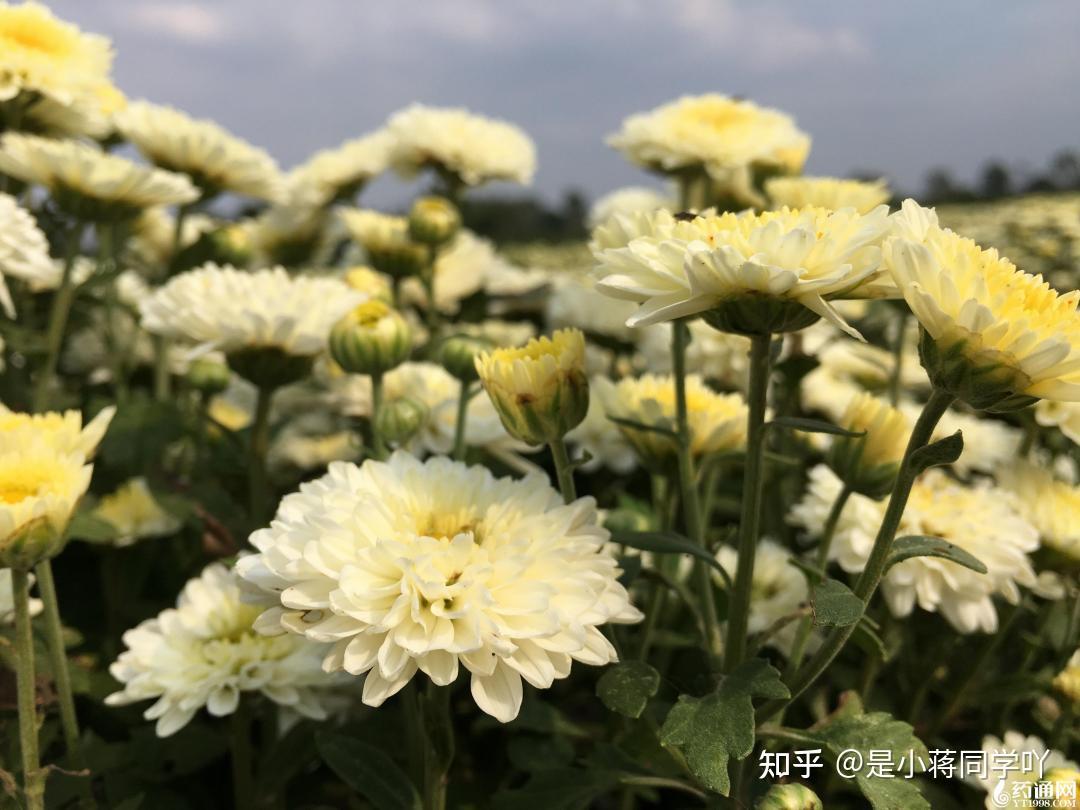 菊花泡茶也是有讲究的 - 知乎