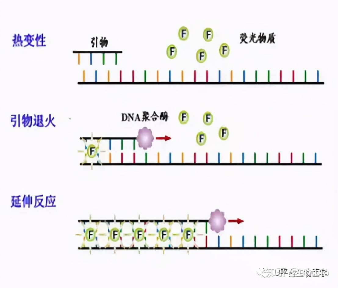 你想知道的qpcr原理&方法 