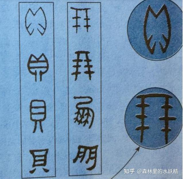 研学海南:吃货视角下不正经的博物学(一)贝类 - 知乎