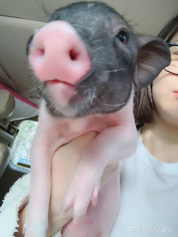 宋茜晒与宠物猪合照好幸福的小八网友看照感叹人不如猪
