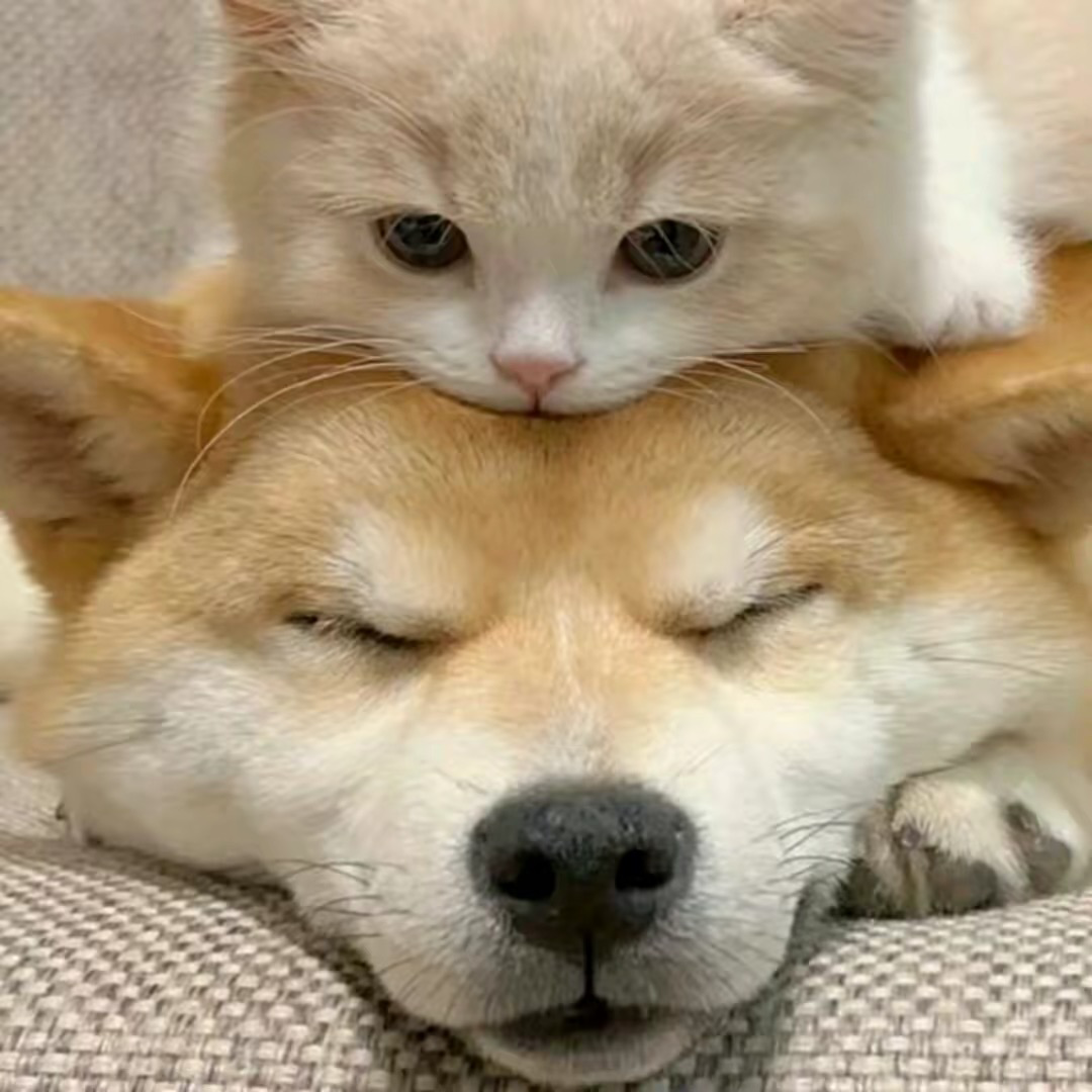 情头|超可爱的猫狗情头, - 知乎