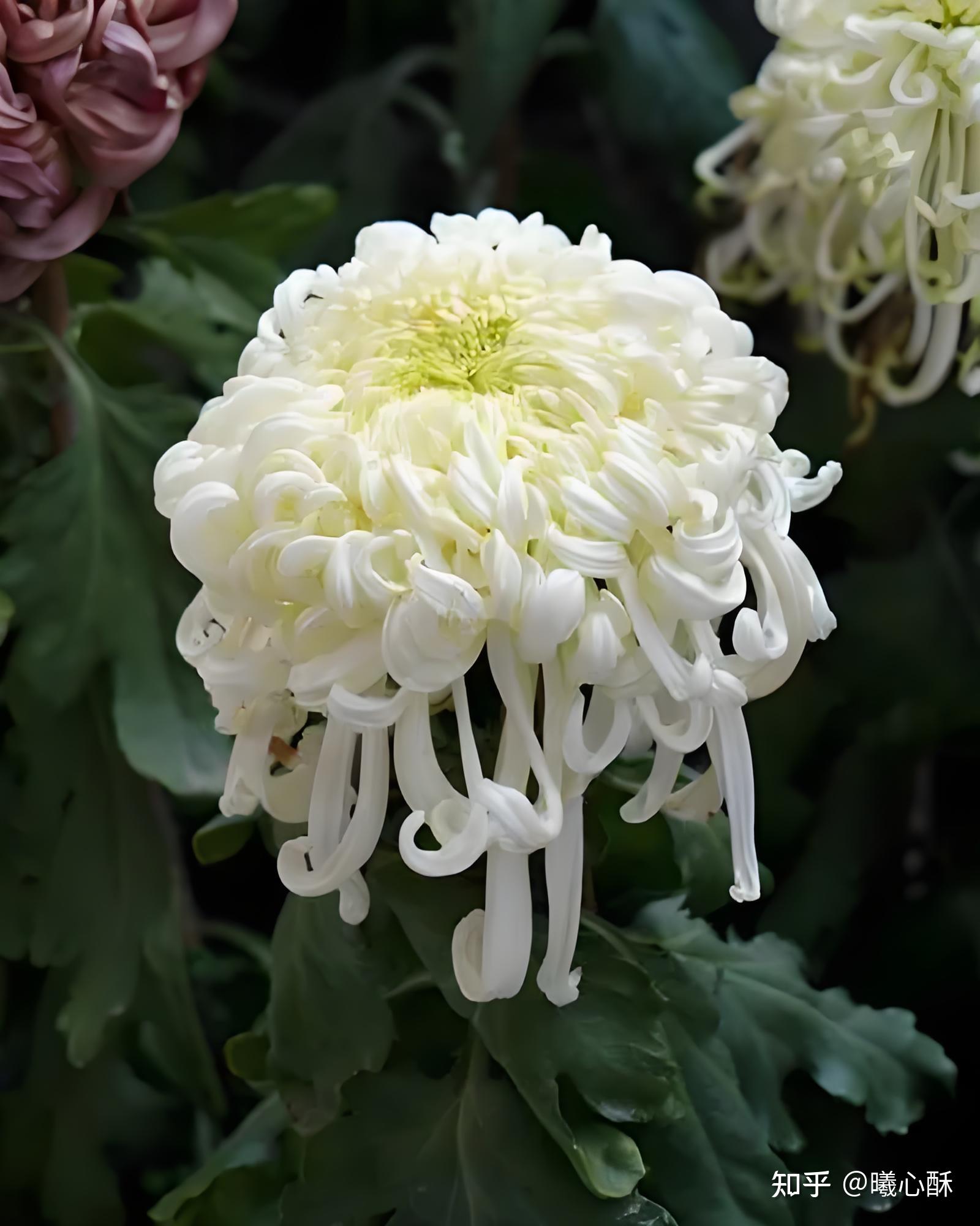 菊花是花是茶也是药