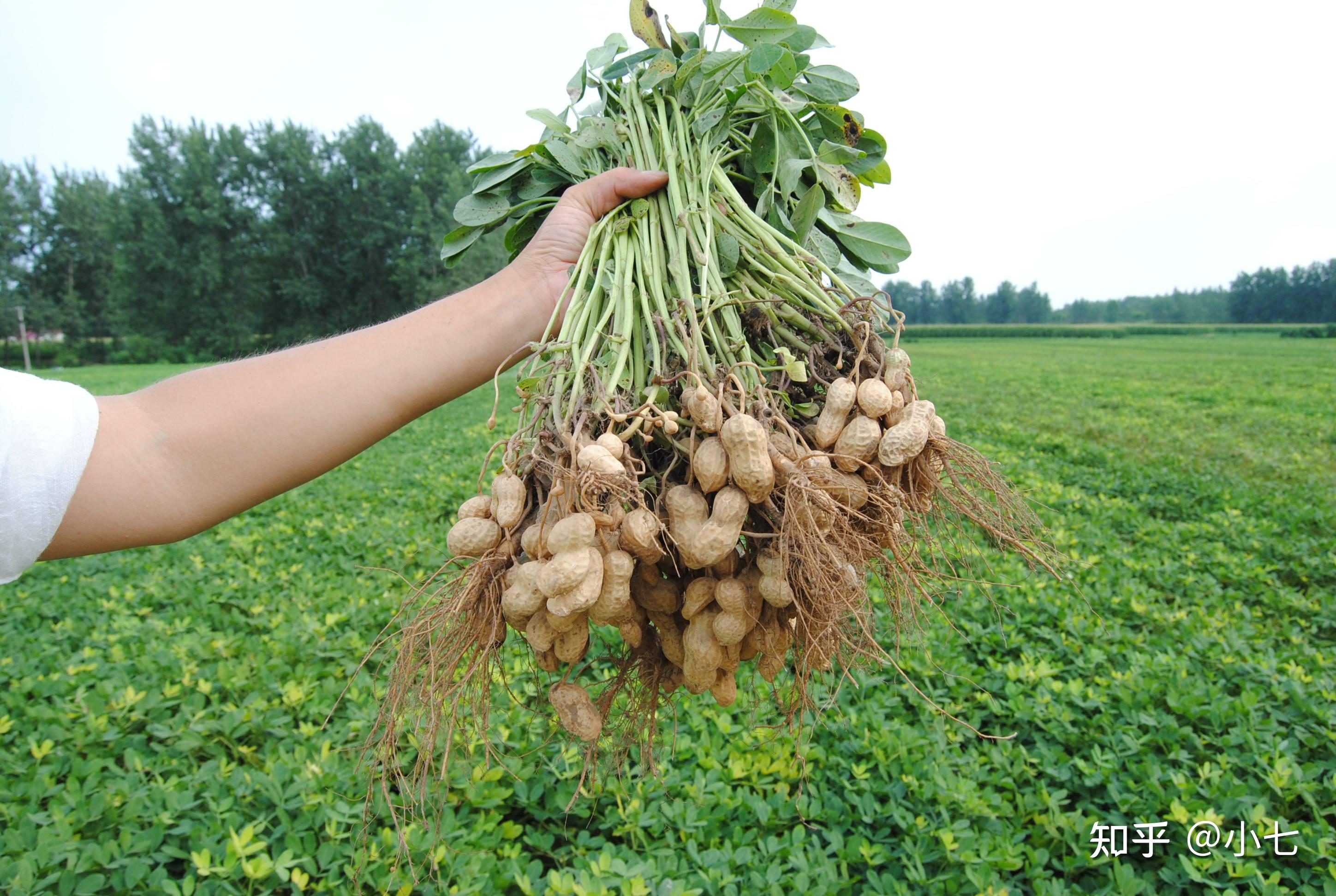 花生种在地里好生长,种在花盆里同样可以生长得很旺盛,花生粒就是花生