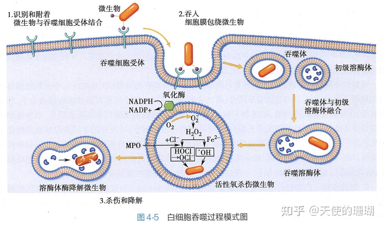 吞噬作用(phagocytosis)是指白细胞吞噬病原体,组织碎片和异物的过程.