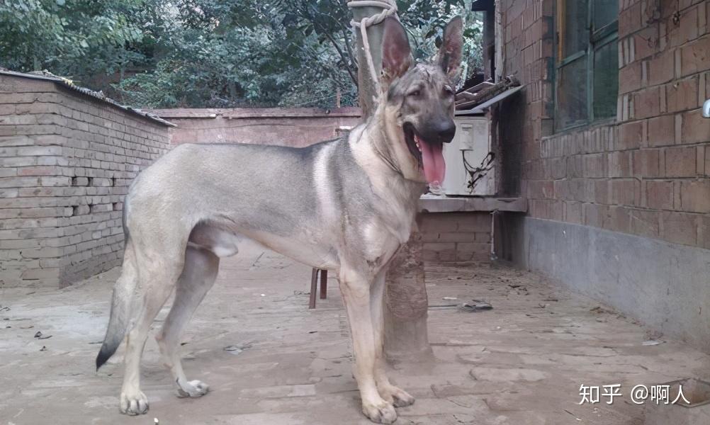 中国狼青是什么神仙宠物这些好处只有养过的人才知道