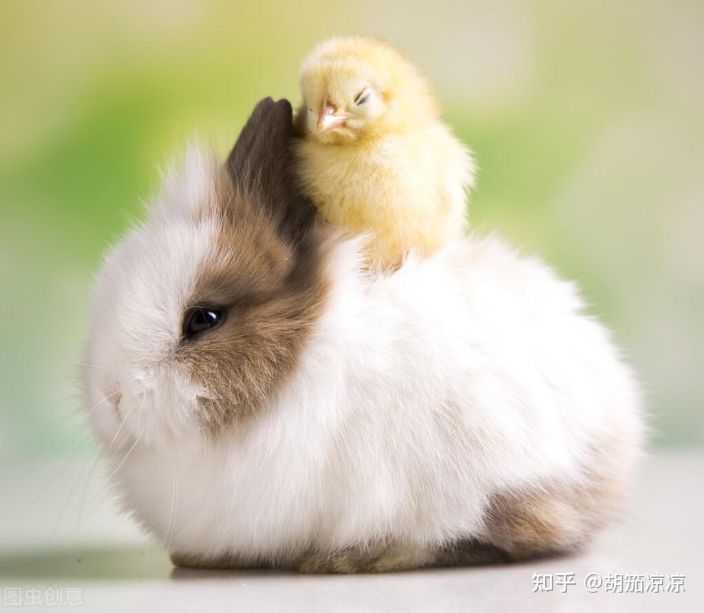 兔子不排便母鸡蹲怎么办