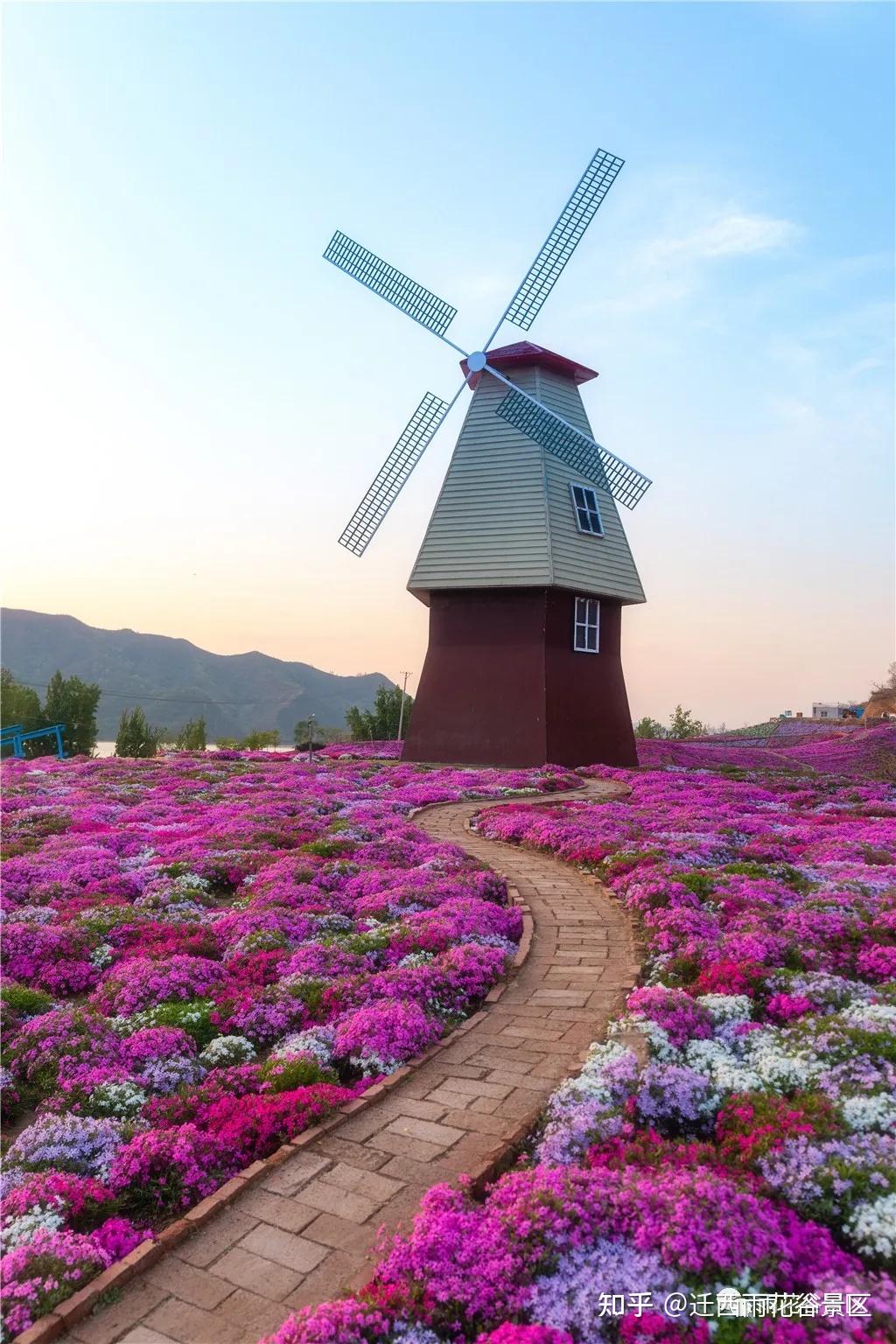 迁西雨花谷芝樱花海