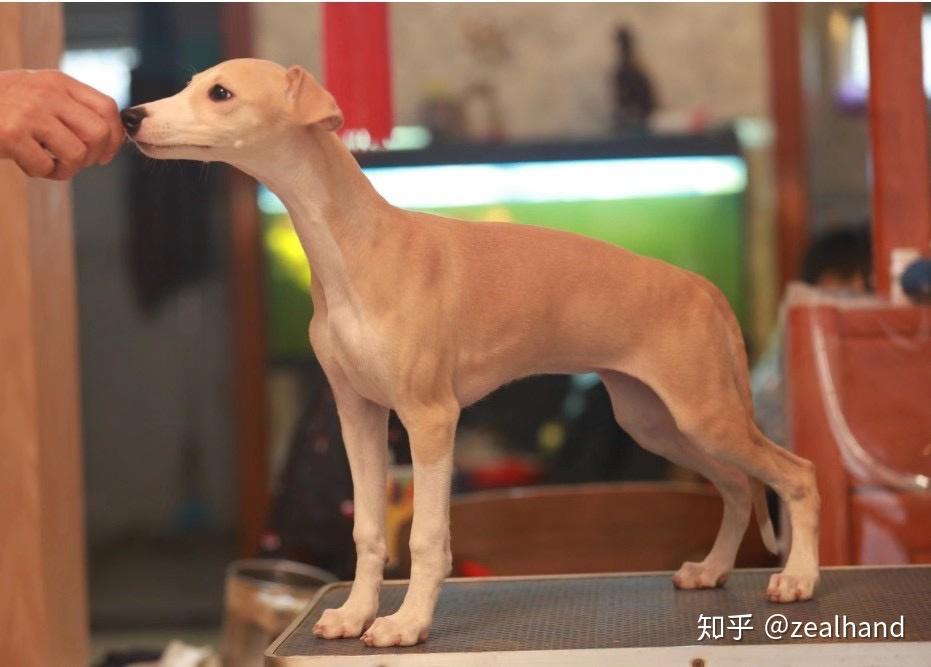 喜欢惠比特的宝宝们