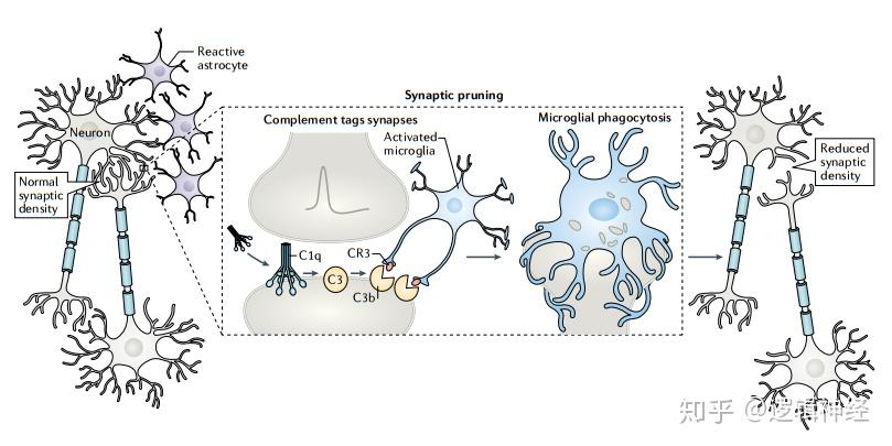 补体系统在健康和疾病中突触修剪中的作用(图片引自:dalakas, m.c.