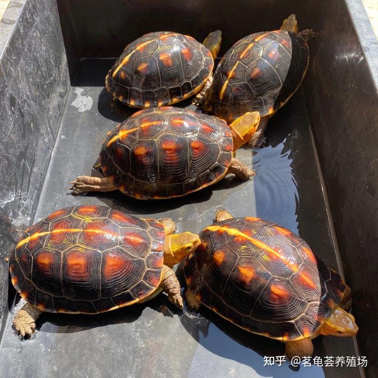 黄缘闭壳龟怎么样才能养出高背球体型? - 知乎