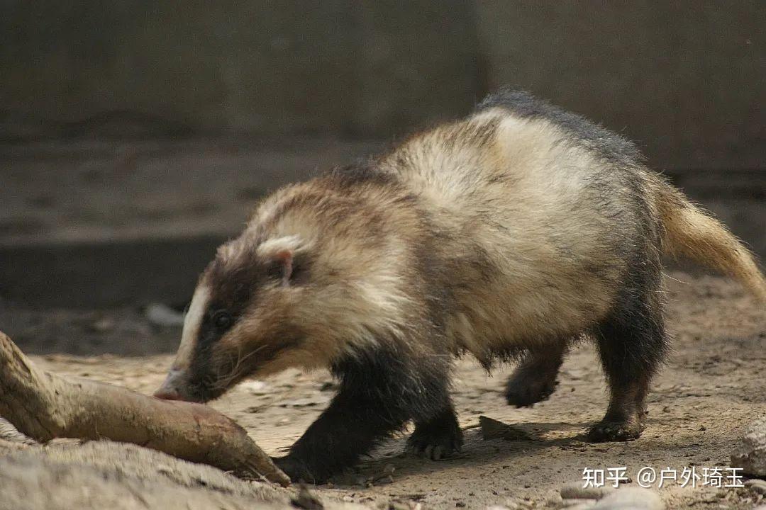 猪灌药用价值图片