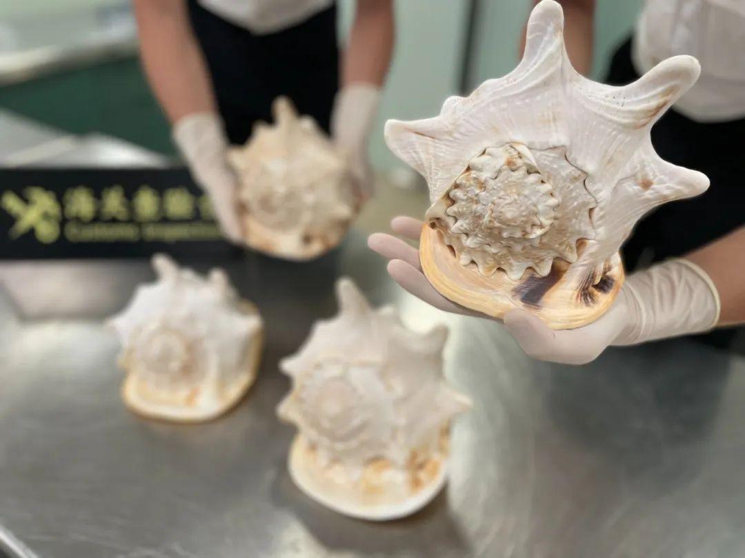 唐冠螺,又名皇冠螺,因其数量稀少,已被列入《国家重点保护野生动物