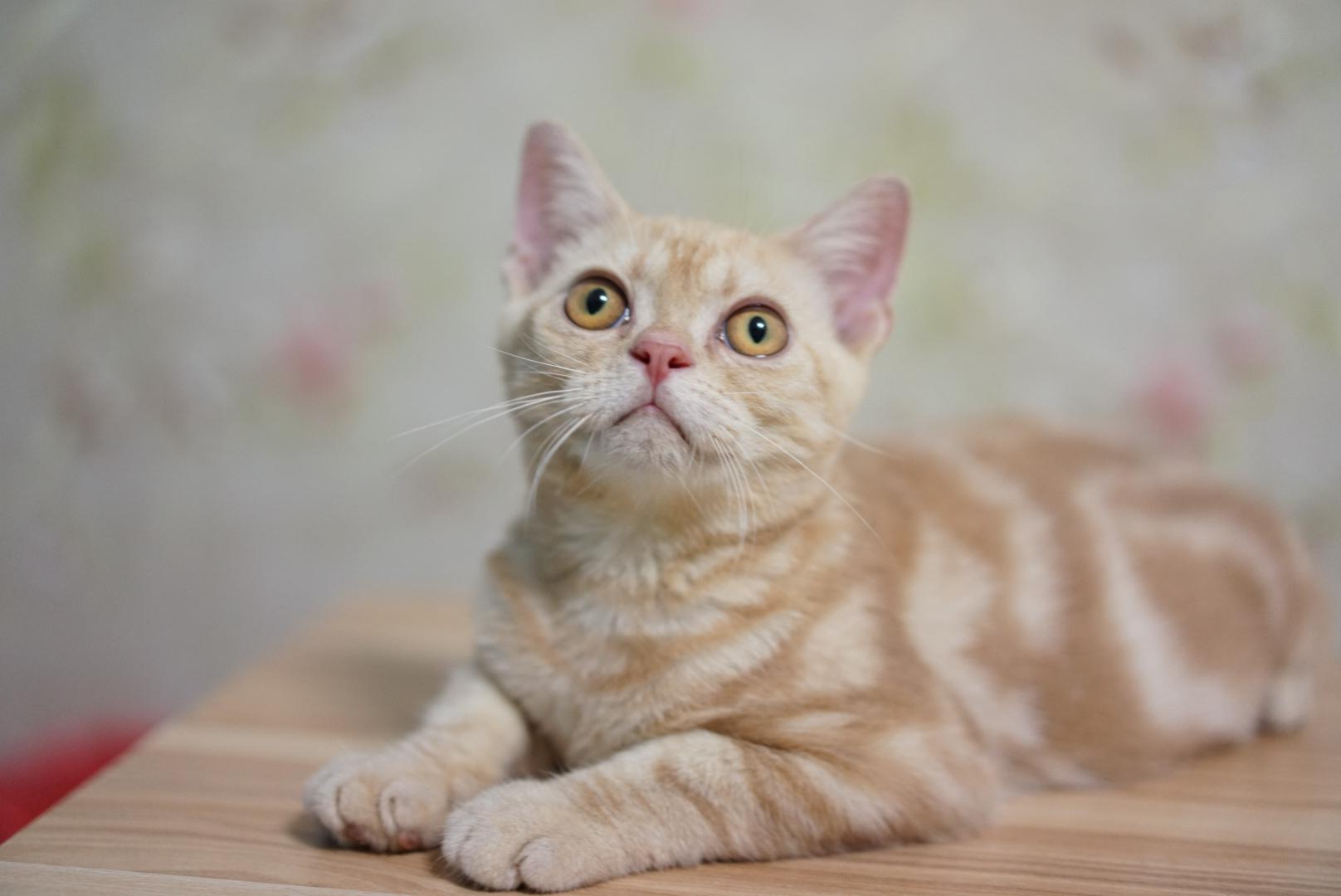 cfa注册美国短毛猫舍美短多种颜色图组