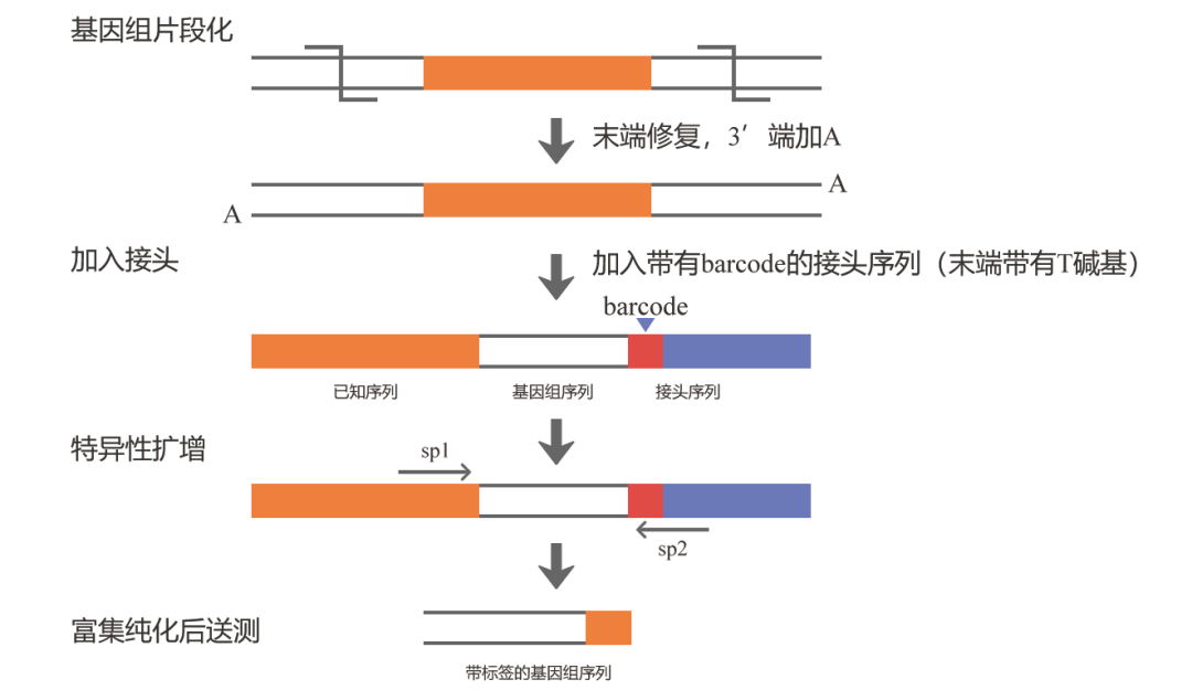 宝藏！转基因株系检测的N种方法 - 知乎