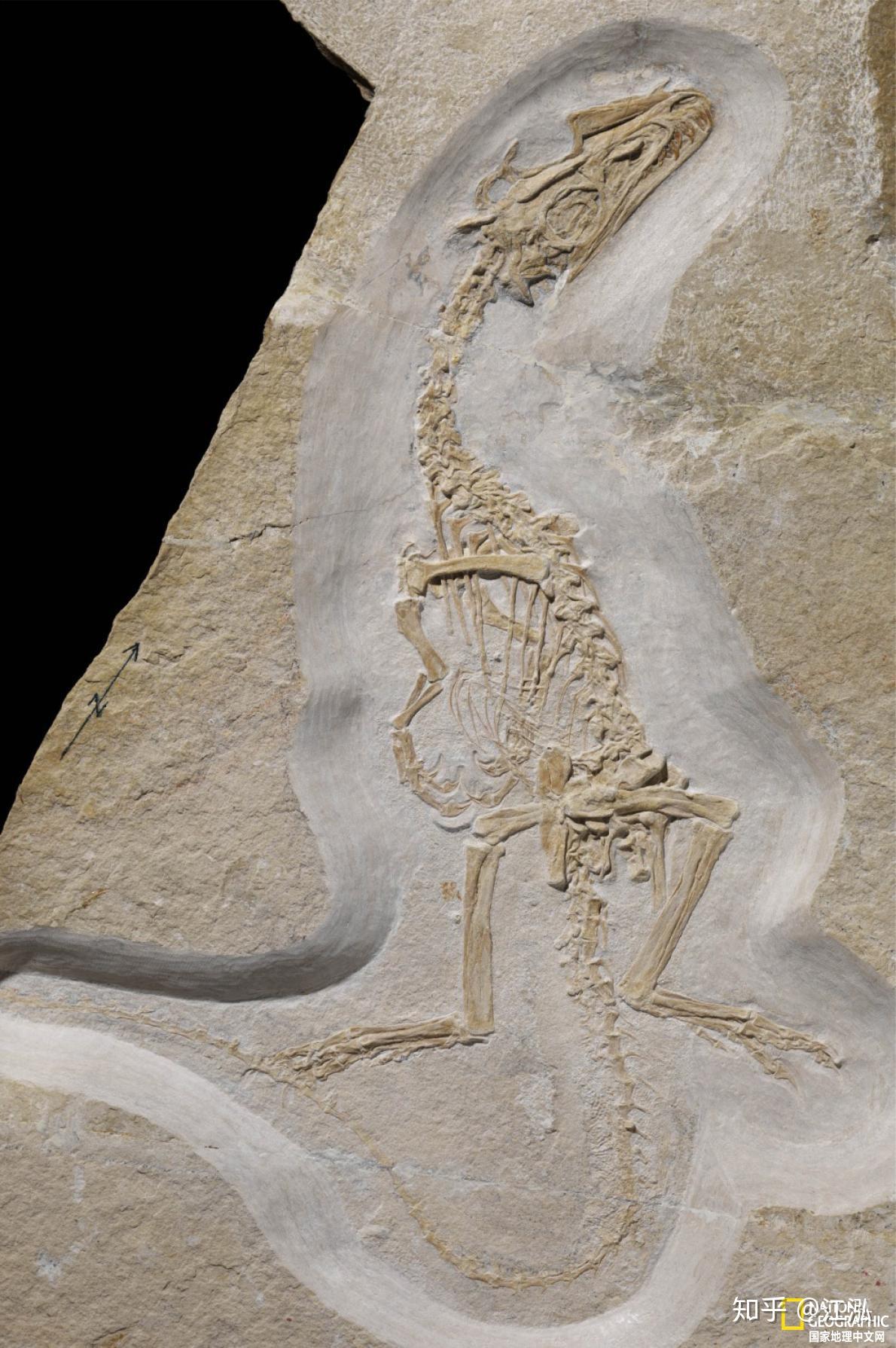 美颌龙化石图片图片
