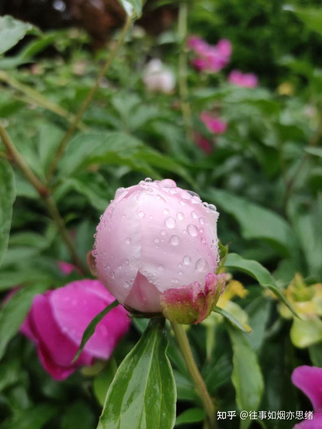 帕萨特带你欣赏雨中牡丹花