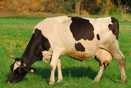 奶牛b超机怎么使用