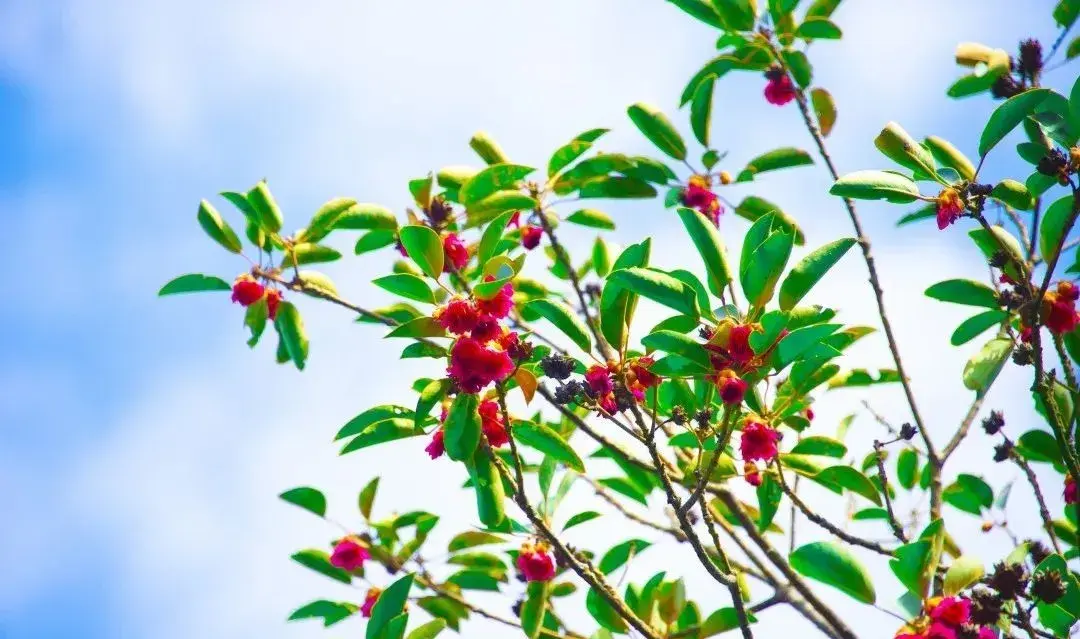 深圳梧桐山驚現紅色花海絕不能錯過晚了就