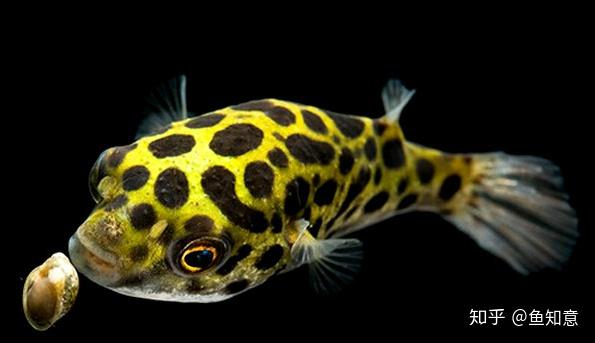 小型观赏鱼 绿河豚鱼 知乎
