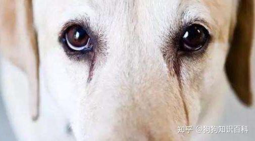 v2-e7a647b30bc52feeaa940f6338fe7309_r.jpg