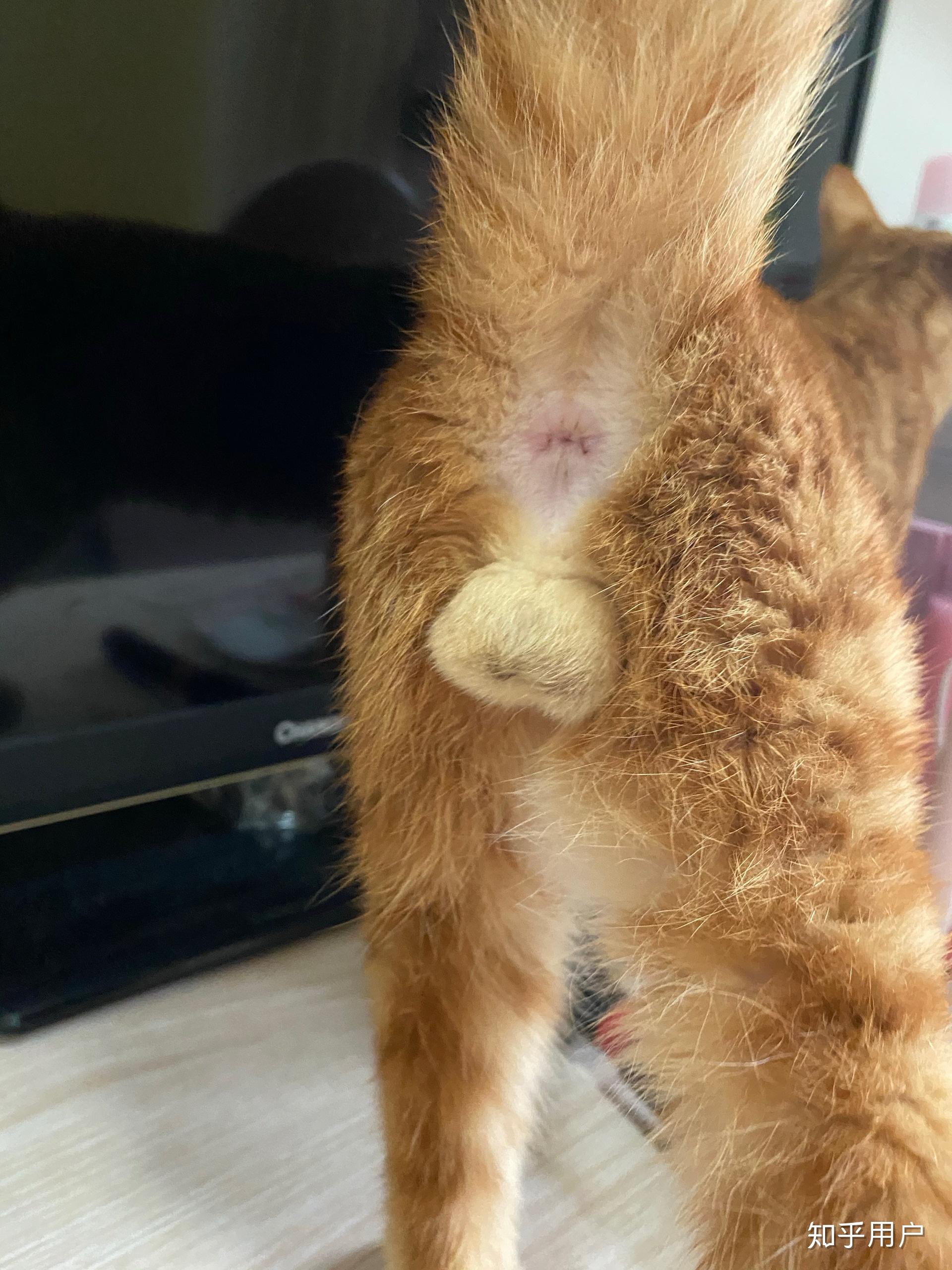 求公猫绝育后蛋蛋的图片