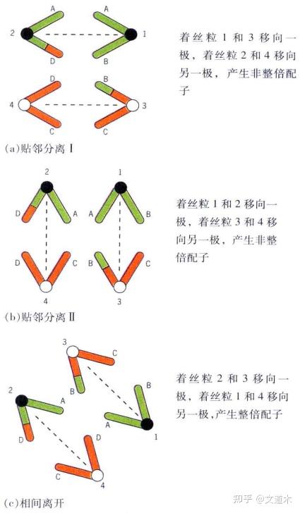 染色体结构重排——易位 - 知乎