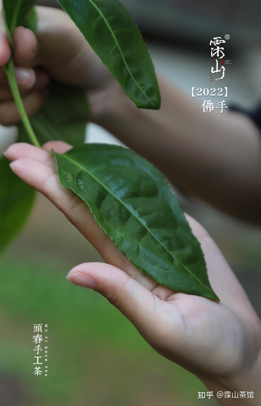 武夷岩茶小品种手工雪梨佛手