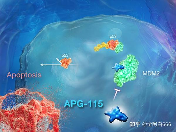 靶向p53 y220c突变体的共价策略 - 知乎