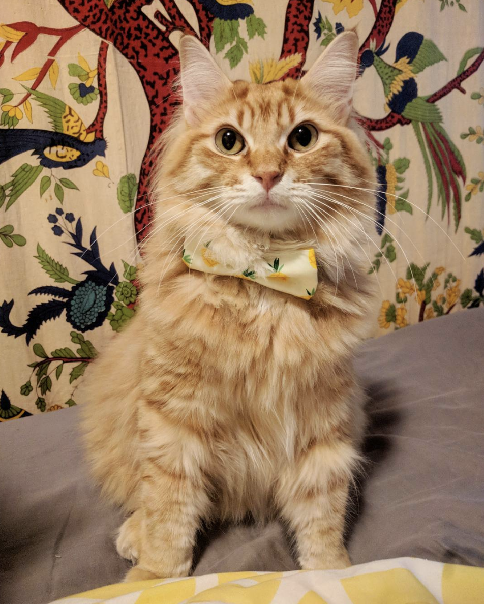 吸猫大会:长毛橘猫oliver