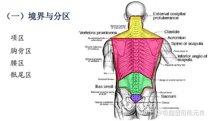 背部吸脂部位有哪些