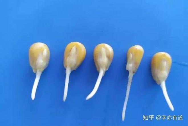 玉米发芽全过程 - 知乎
