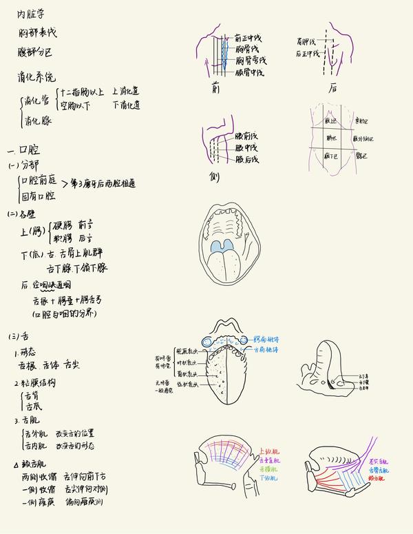 系统解剖学-霍琨老师笔记-内脏学-第五章 消化系统 - 知乎