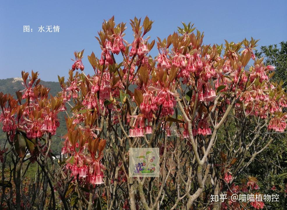 神奇植物在哪里之(2-吊钟花与灯笼树 知乎