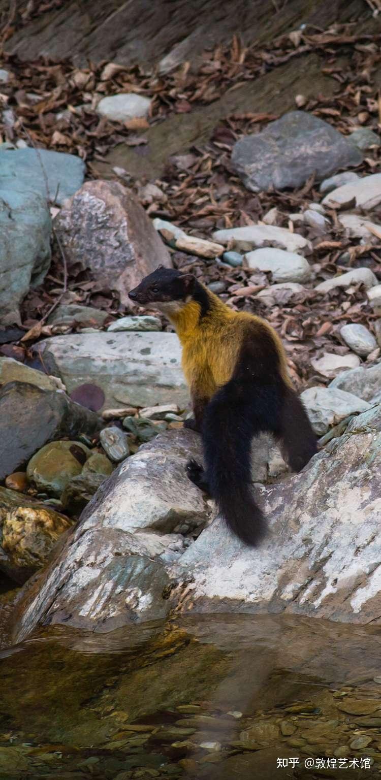 黄喉貂 - 知乎