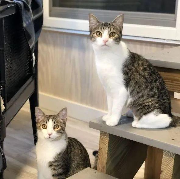 猫为什么会在人上厕所时跟着去? 4 v2 e80a38cd4ba33be89c5e8842d6f13563 720w