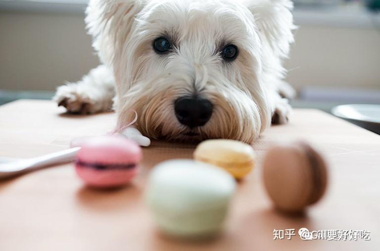 别再给狗狗吃木糖醇了