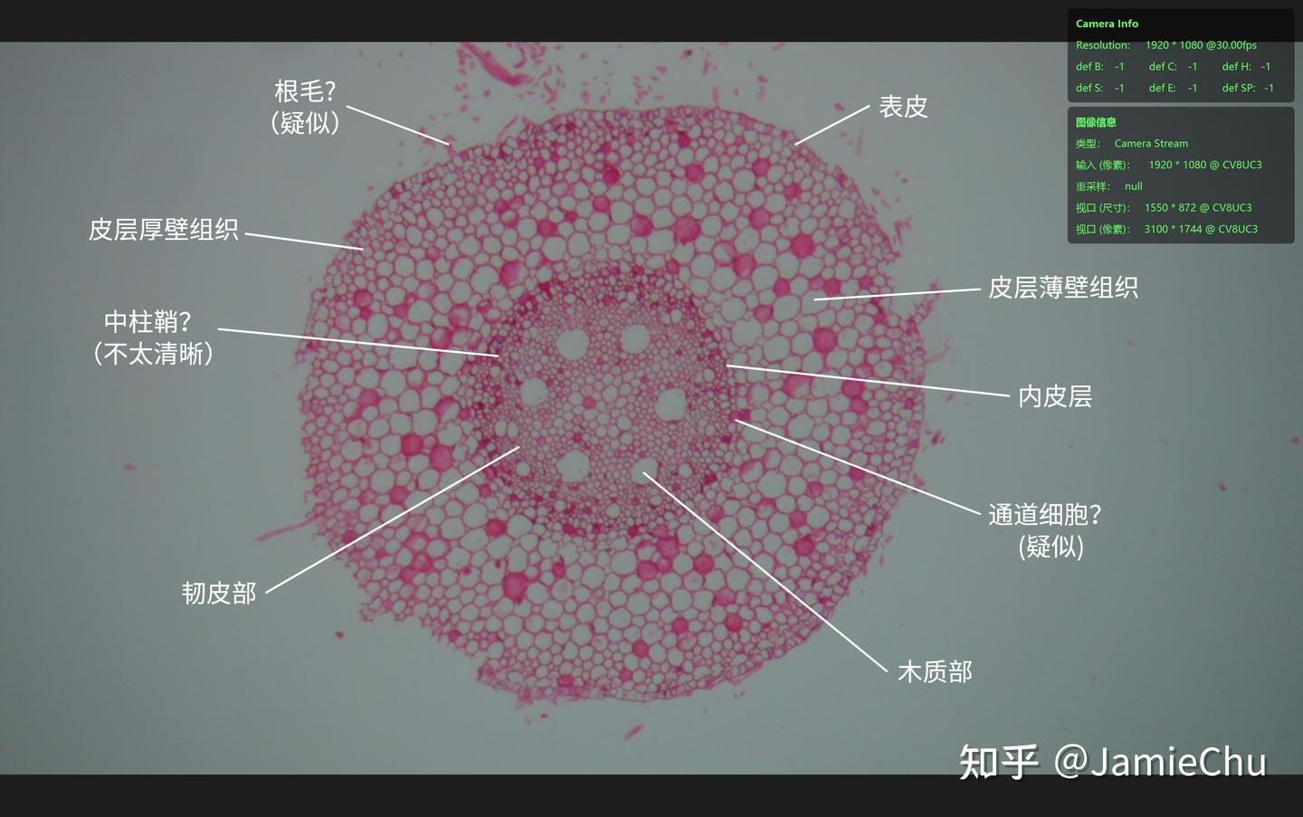 显微观察-植物幼根横切(单子叶) - 知乎