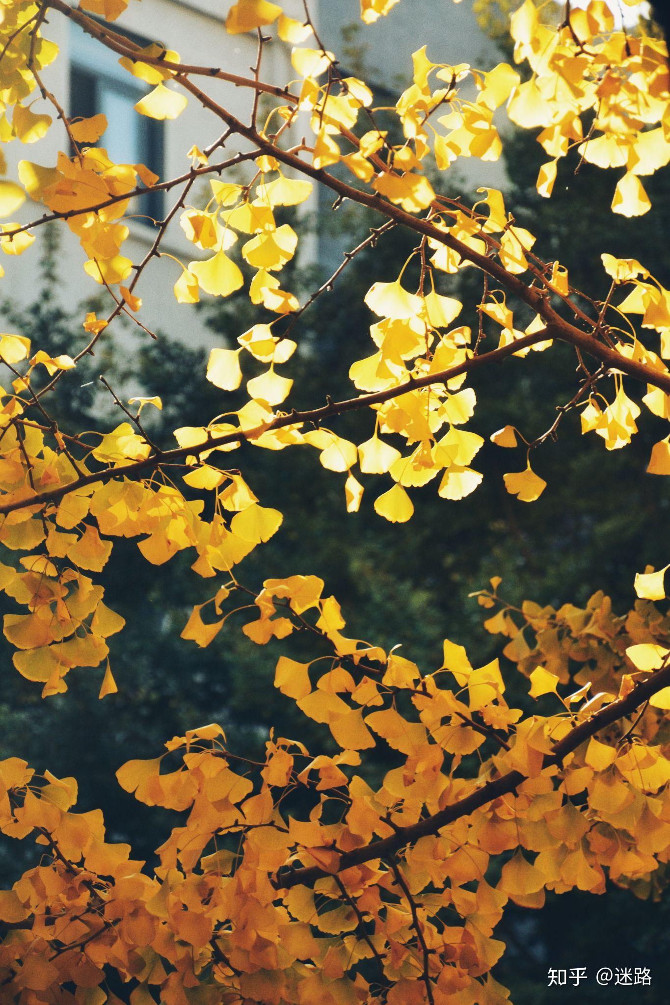 秋天来了 - 知乎