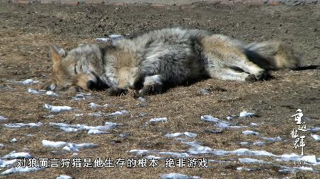 拿命救狼還引狼入市刷爆b站的神片竟藏著這麼震撼的故事