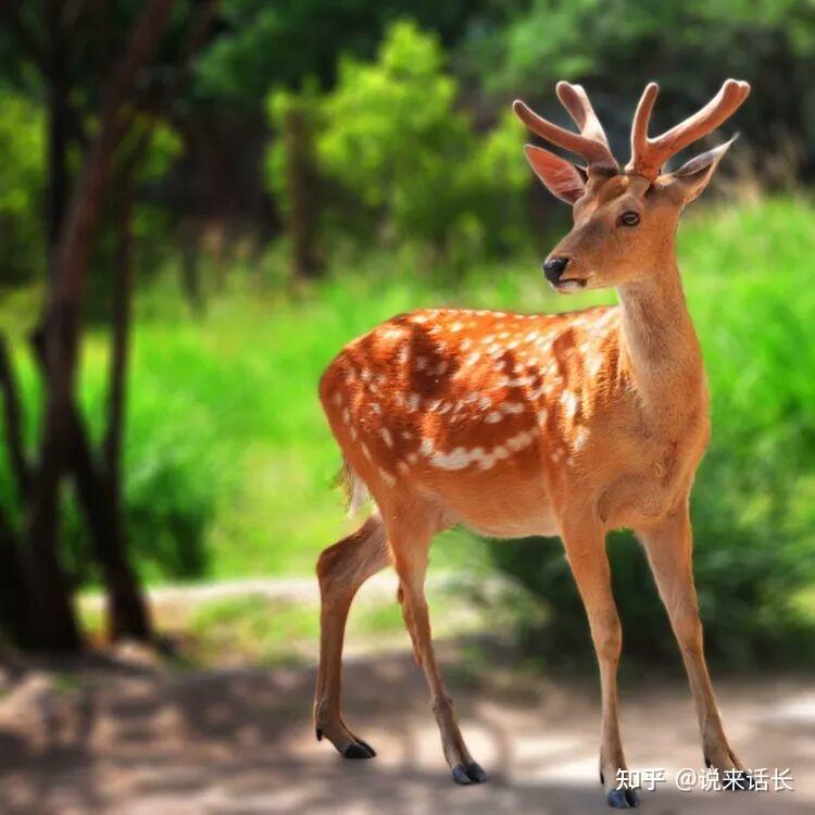 一小梅花鹿迷踪