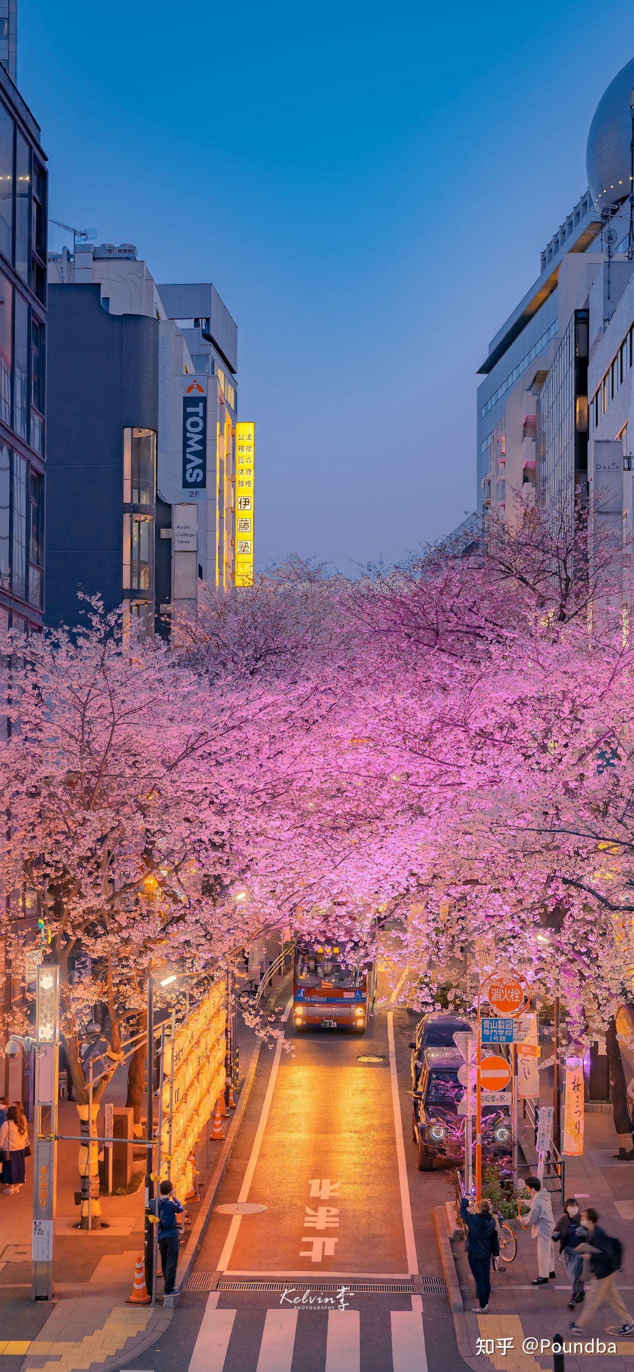 樱花壁纸图片大全墙纸图片