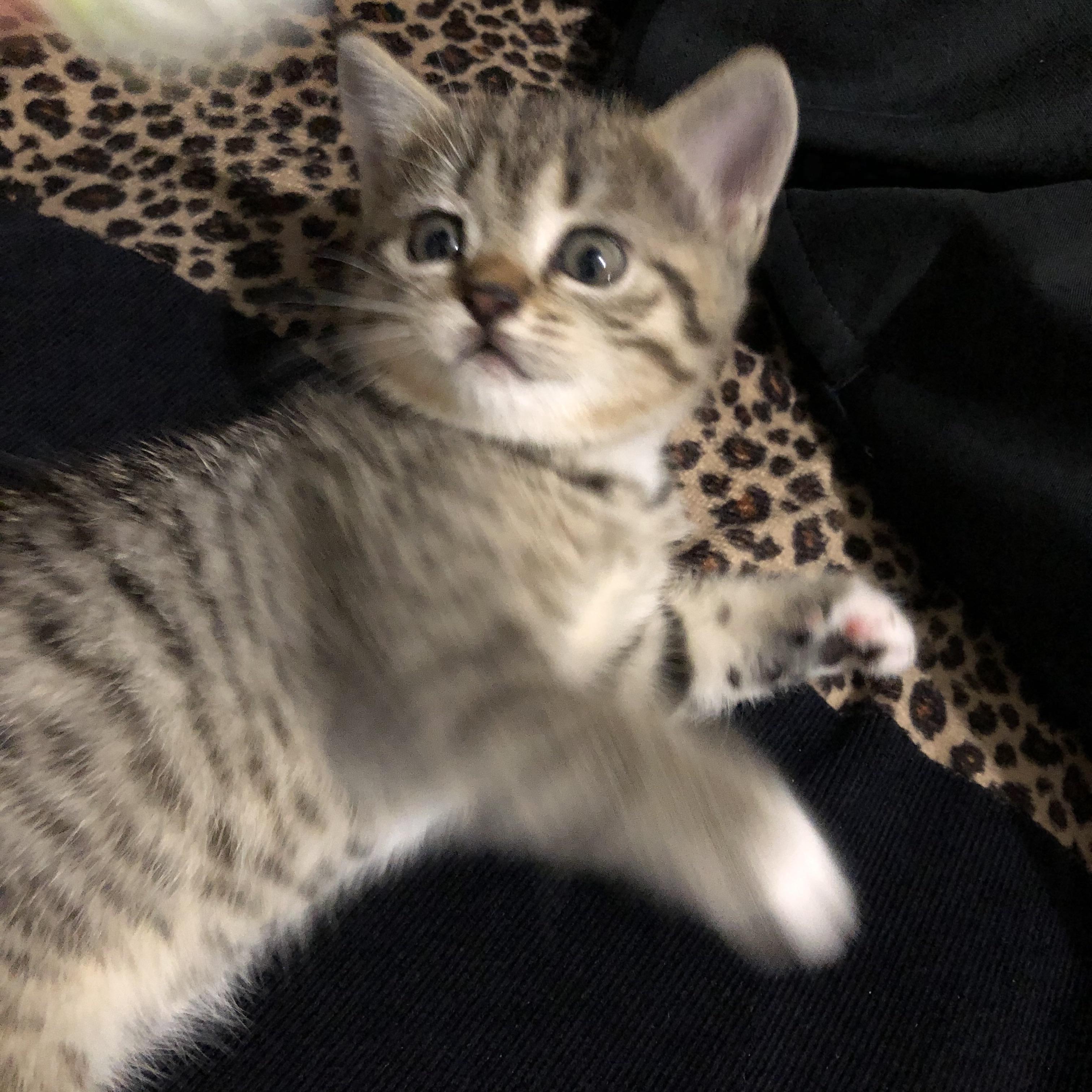 请问大神们这是美短鱼骨纹还是狸花如何区分