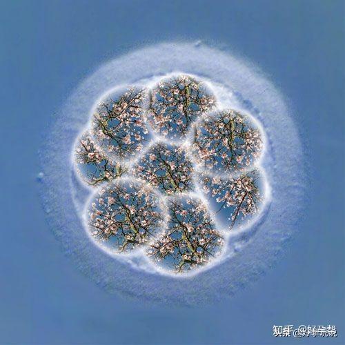 试管婴儿|鲜胚、冻胚、囊胚，区别在哪？哪个成功率更高？插图4