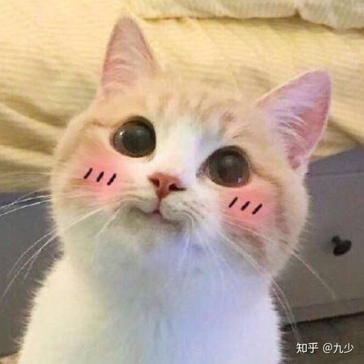 有哪些一见就笑得猫猫表情包