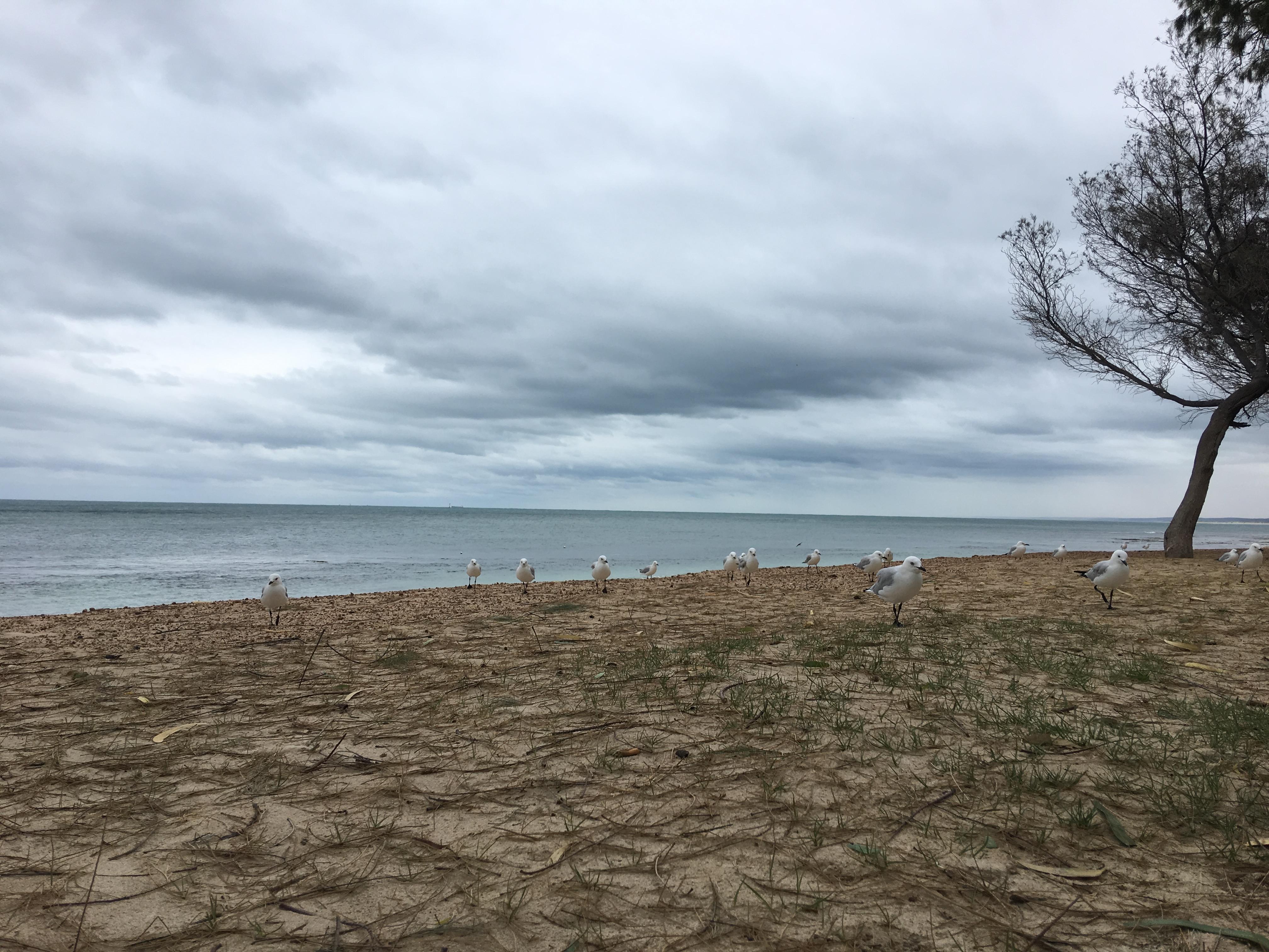 澳大利亚打工度假签证申请条件是什么,是否值