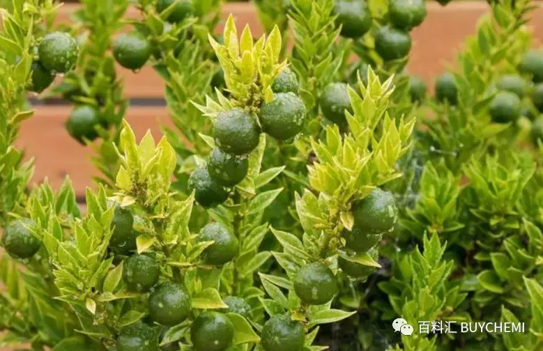 03�ta-elemene乙位榄香烯0.04%cis-carve