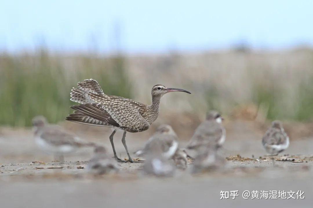鸟类科普① | 湿地保护和鸟类迁徙研究的代表类群——鹬科鸟类 - 知乎