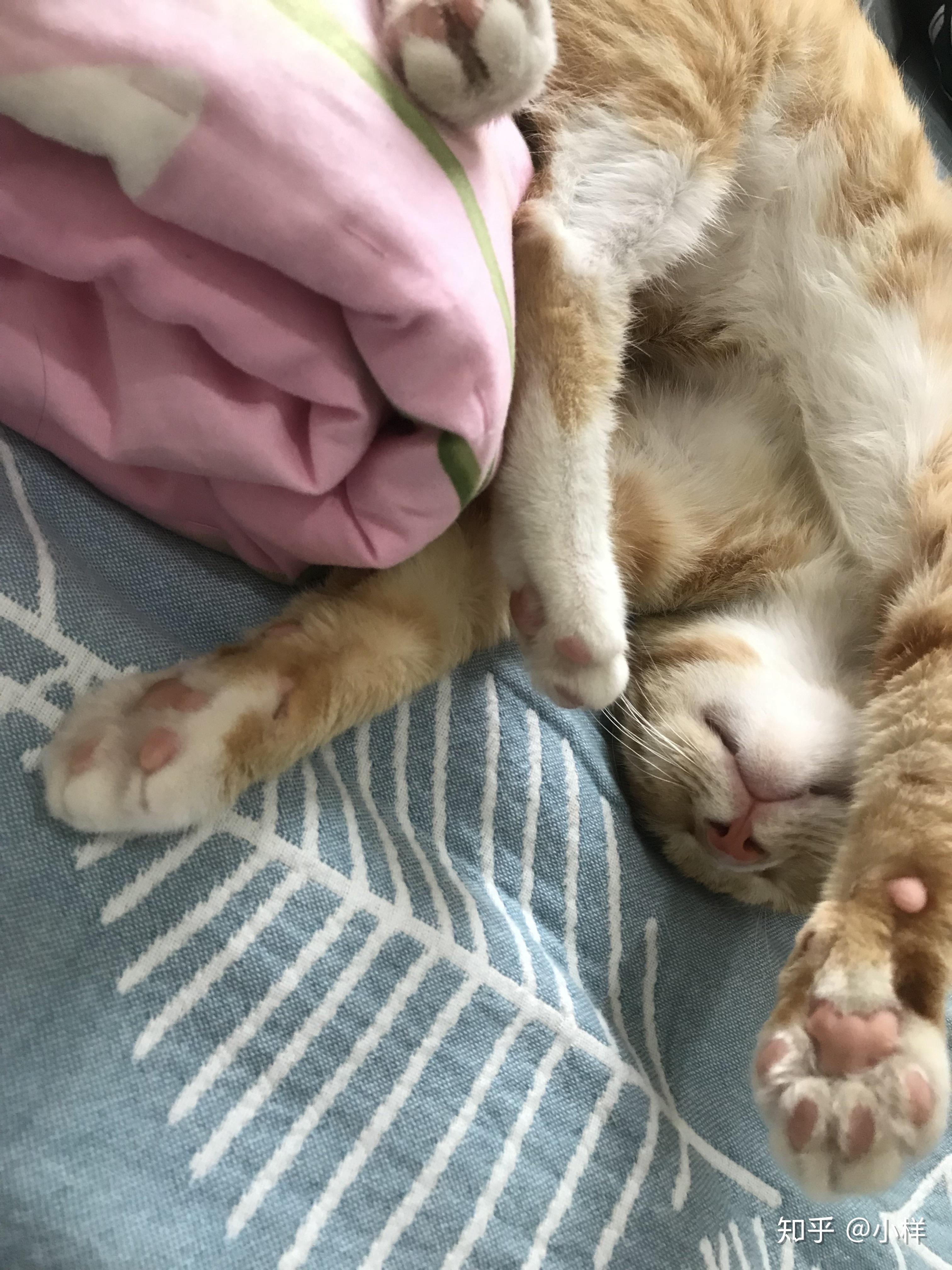 猫咪睡姿进化史你家猫咪也是酱紫睡觉觉的么求解