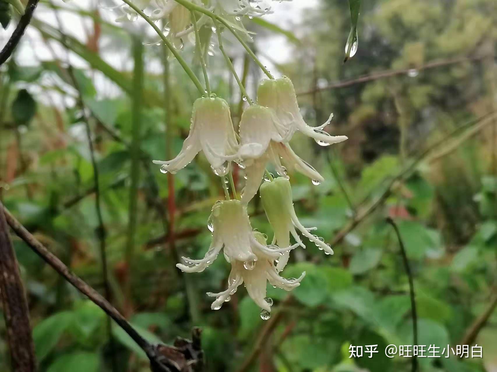 今天介绍一位东莞体育名将卢惠卿,虎门人,父是举人,给了她传统中国