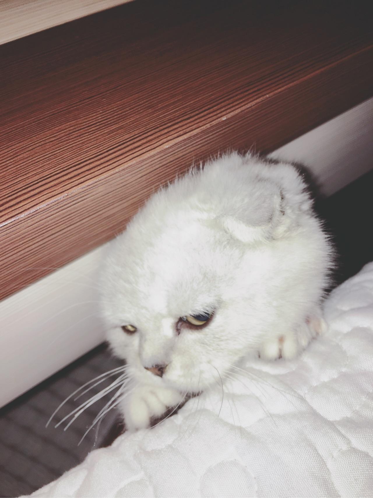 养一只银渐层的心酸史